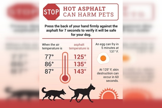 Georgia Agriculture Commissioner Harper Urges Protection of Pets and Livestock Amidst Soaring Temperatures