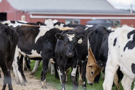 Governor Hochul Announces $21.6 Million Investment in New York Dairy Farms for Modernization and Sustainability