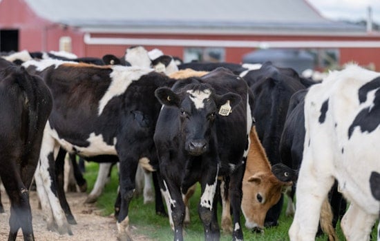 Governor Hochul Announces $21.6 Million Investment in New York Dairy Farms for Modernization and Sustainability