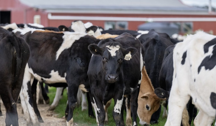 Governor Hochul Announces $21.6 Million Investment in New York Dairy Farms for Modernization and Sustainability