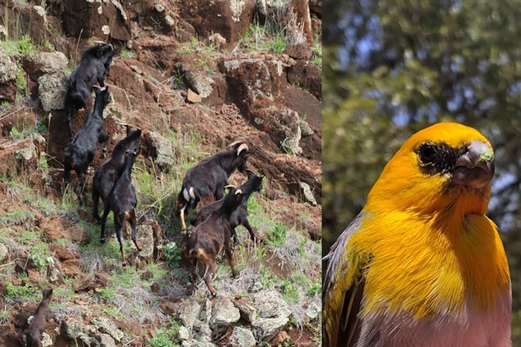 Big Island Reserves Lock Down for Latest Round of Bird-Saving Warfare Against Feral Goats