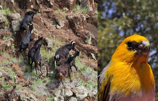 Big Island Reserves Lock Down for Latest Round of Bird-Saving Warfare Against Feral Goats