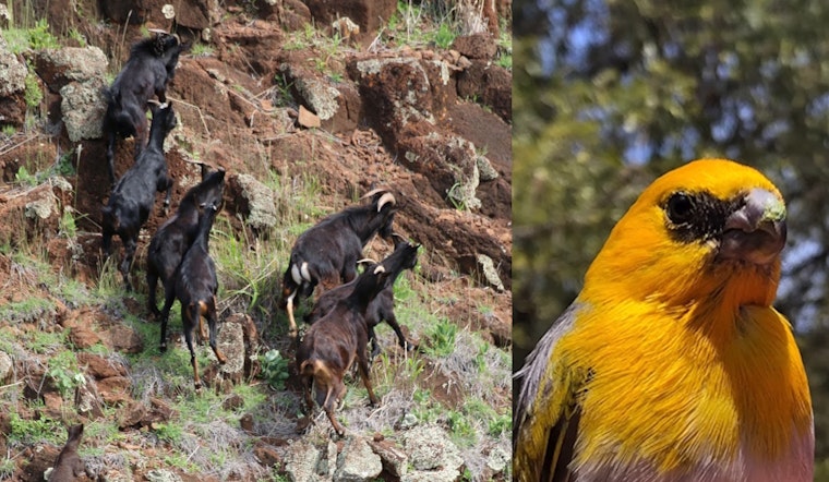 Big Island Reserves Lock Down for Latest Round of Bird-Saving Warfare Against Feral Goats