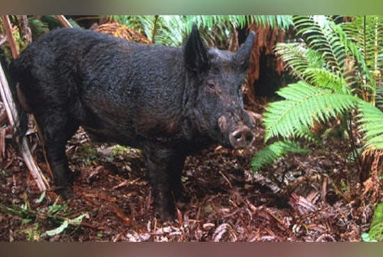 Hawaiʻi Island's Kaʻohe GMA Announces Open Hunting Season for Pigs, Sheep, and Goats Starting July 3