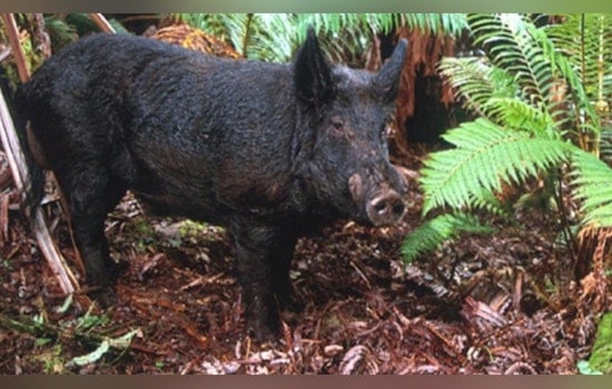 Hawaiʻi Island's Kaʻohe GMA Announces Open Hunting Season for Pigs, Sheep, and Goats Starting July 3