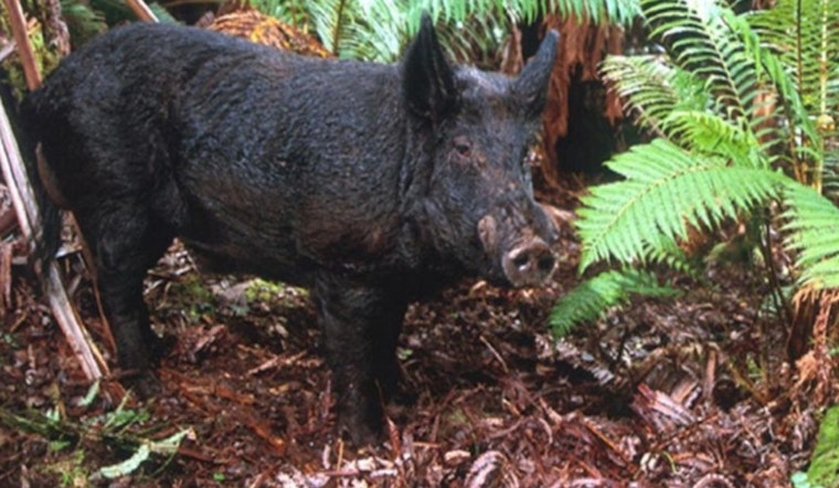 Hawaiʻi Island's Kaʻohe GMA Announces Open Hunting Season for Pigs, Sheep, and Goats Starting July 3