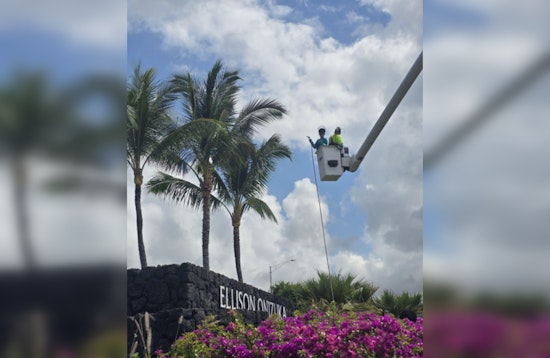 Hawai‘i Ramps Up Defense Against Coconut Rhinoceros Beetle Invasion on Hawai‘i Island