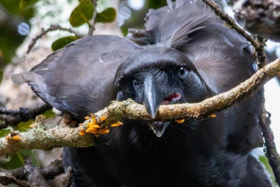 Hawaiian Crow's Reintroduction Shows Promise as Birds Display Natural Behaviors in the Wild
