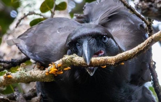 Hawaiian Crow's Reintroduction Shows Promise as Birds Display Natural Behaviors in the Wild