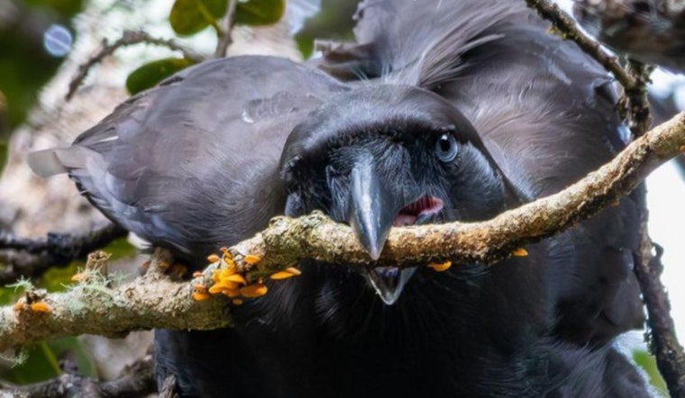 Hawaiian Crow's Reintroduction Shows Promise as Birds Display Natural Behaviors in the Wild