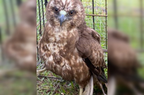 Hawaiian Hawk Endangered by Illegal Harm, Hawai'i Officials and Public Urged to Act