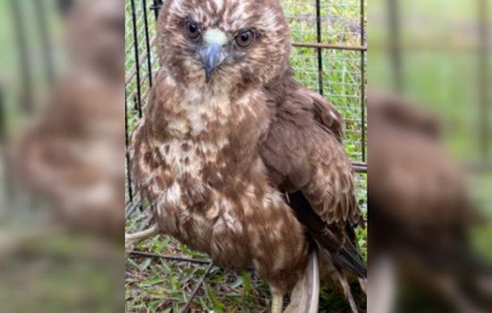 Hawaiian Hawk Endangered by Illegal Harm, Hawai'i Officials and Public Urged to Act