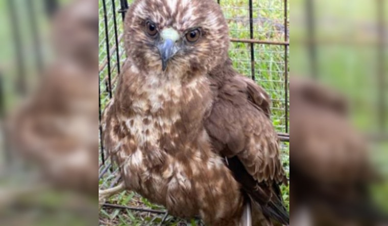 Hawaiian Hawk Endangered by Illegal Harm, Hawai'i Officials and Public Urged to Act