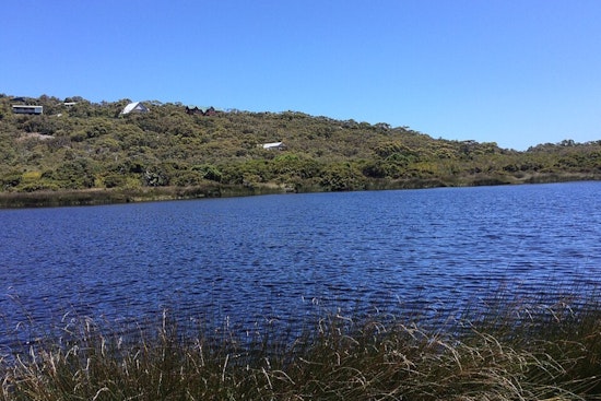 Health Alert Issued for Vancouver Lake Due to Elevated Toxic Algae Levels, Lacamas Lake Also Under Advisory