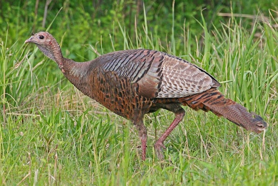 Illinois Residents Invited to Aid in Turkey Population Study Through Summer Surveys
