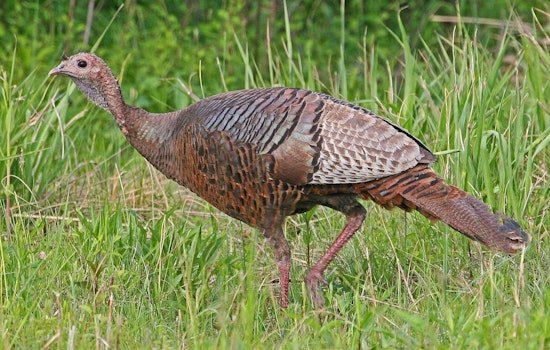 Illinois Residents Invited to Aid in Turkey Population Study Through Summer Surveys