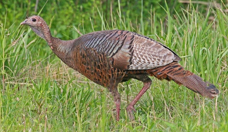 Illinois Residents Invited to Aid in Turkey Population Study Through Summer Surveys