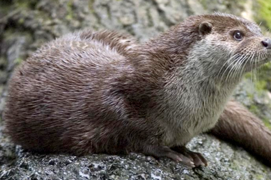 Individual Hospitalized After Otter Bite Incident at Wekiva Island, FWC in Search of Aggressive Animal