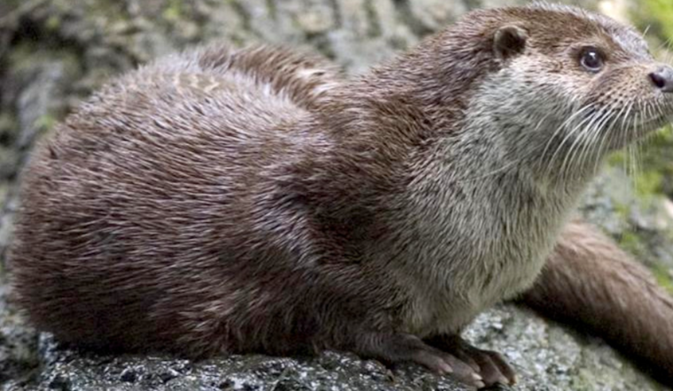Individual Hospitalized After Otter Bite Incident at Wekiva Island, FWC in Search of Aggressive Animal