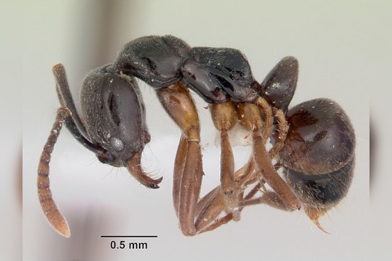 Invasive Asian Needle Ants Pose Health Risks and Ecological Threat in 17 U.S. States