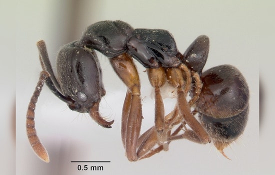 Invasive Asian Needle Ants Pose Health Risks and Ecological Threat in 17 U.S. States
