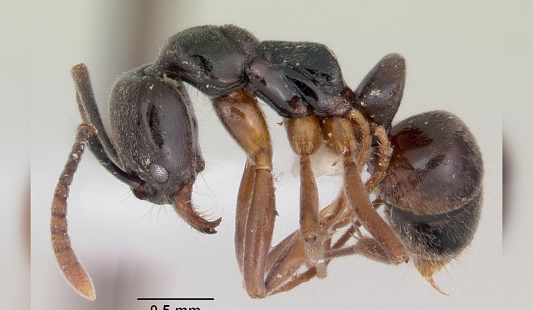 Invasive Asian Needle Ants Pose Health Risks and Ecological Threat in 17 U.S. States