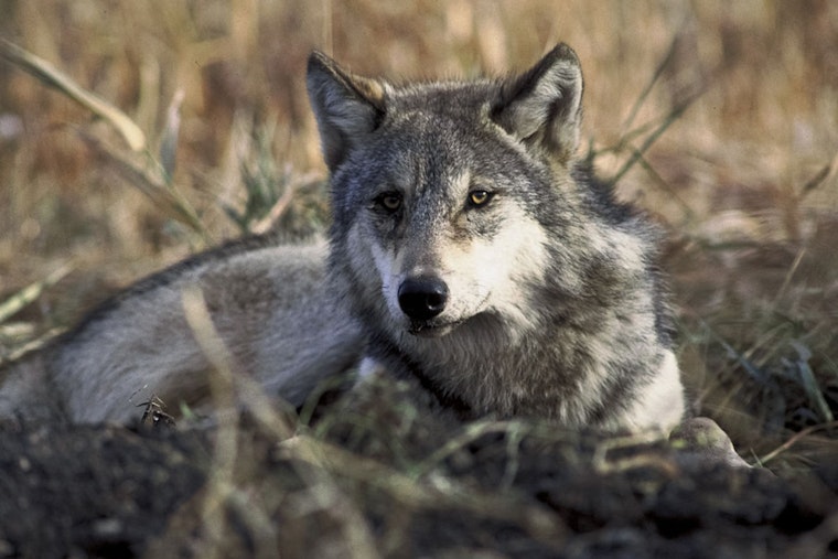 Investigation Underway Following Death of Gray Wolf 2507 in Colorado Wilderness