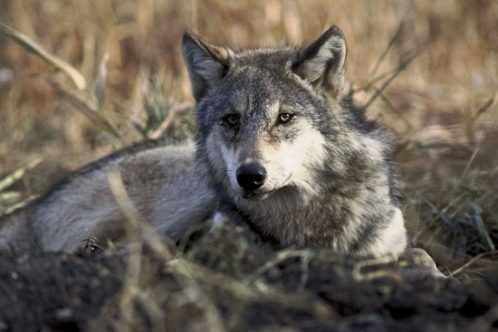 Investigation Underway Following Death of Gray Wolf 2507 in Colorado Wilderness