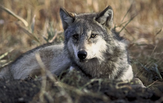 Investigation Underway Following Death of Gray Wolf 2507 in Colorado Wilderness