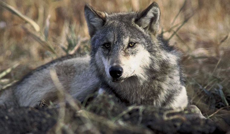 Investigation Underway Following Death of Gray Wolf 2507 in Colorado Wilderness