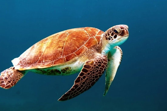 Jacksonville University and Mickler’s Landing Partner to Launch New Sea Turtle Conservation Program