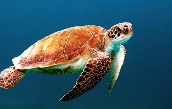 Jacksonville University and Mickler’s Landing Partner to Launch New Sea Turtle Conservation Program
