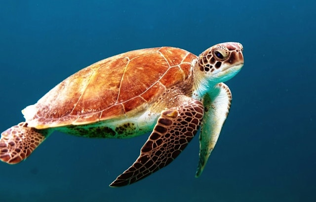 Jacksonville University and Mickler’s Landing Partner to Launch New Sea Turtle Conservation Program