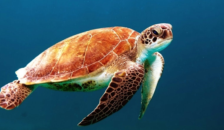 Jacksonville University and Mickler’s Landing Partner to Launch New Sea Turtle Conservation Program