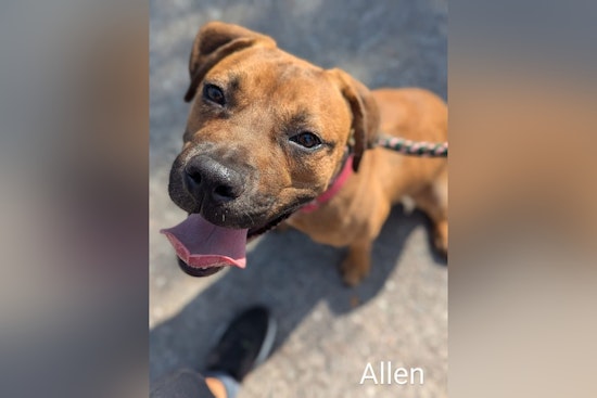 Jacksonville's Mega Adoption Event Seeks Homes for 2,000 Pets, Offering Fee-Waived Adoptions This Weekend