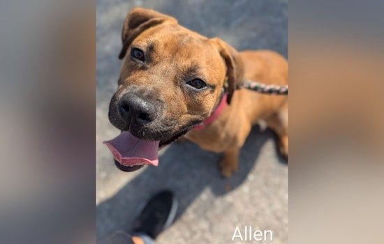 Jacksonville's Mega Adoption Event Seeks Homes for 2,000 Pets, Offering Fee-Waived Adoptions This Weekend
