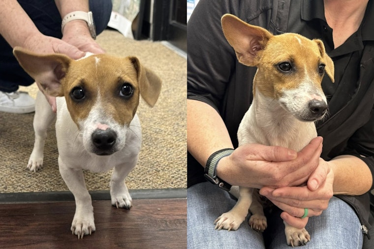 Justin Police Department Mobilizes Community to Help Reunite Lost Dog with Owner in Denton County