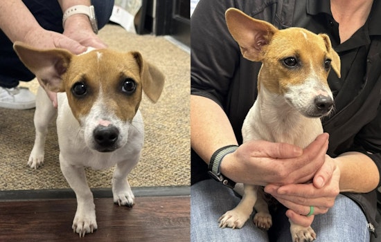 Justin Police Department Mobilizes Community to Help Reunite Lost Dog with Owner in Denton County