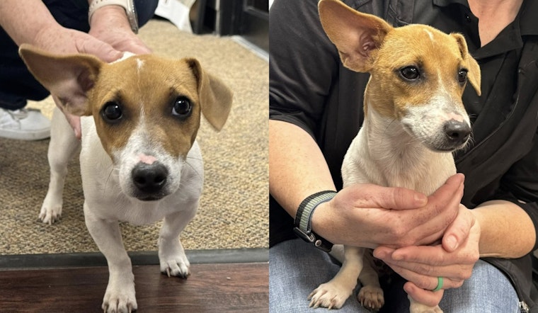 Justin Police Department Mobilizes Community to Help Reunite Lost Dog with Owner in Denton County