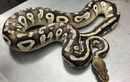Kaimukī Community on Alert as Ball Python Captured in Local Resident's Yard
