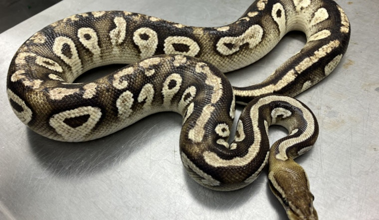 Kaimukī Community on Alert as Ball Python Captured in Local Resident's Yard