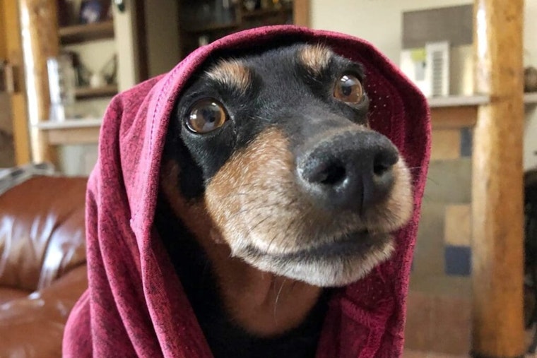 Las Cruces Officials Urge Pet Safety Measures During 4th of July Fireworks Displays