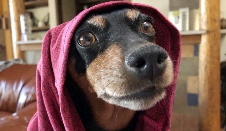 Las Cruces Officials Urge Pet Safety Measures During 4th of July Fireworks Displays