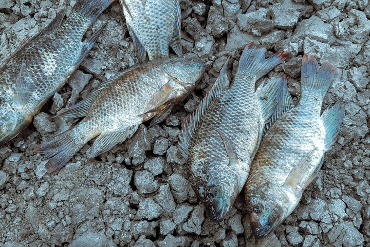 LDWF Reports Extensive Fish Kills in Southern Louisiana Due to Hypoxia After Hurricane Francine
