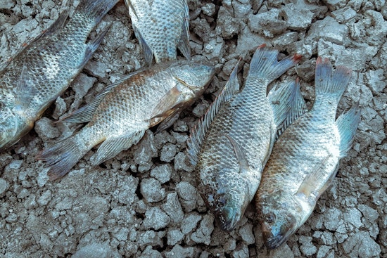 LDWF Reports Extensive Fish Kills in Southern Louisiana Due to Hypoxia After Hurricane Francine