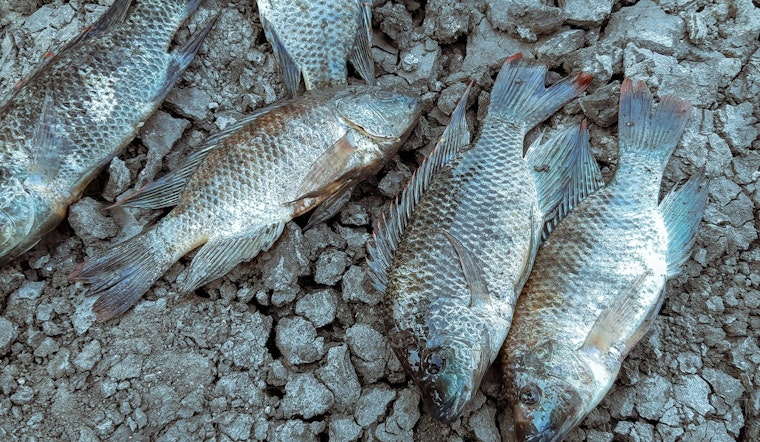 LDWF Reports Extensive Fish Kills in Southern Louisiana Due to Hypoxia After Hurricane Francine