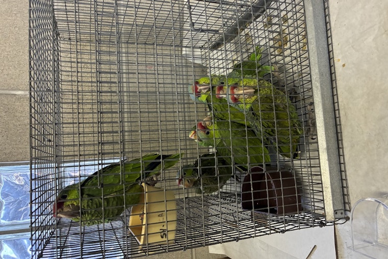 Lindsay Man Charged with Smuggling Exotic Birds at San Ysidro Port of Entry