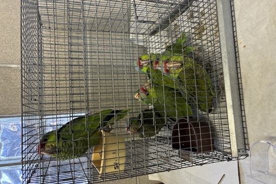 Lindsay Man Charged with Smuggling Exotic Birds at San Ysidro Port of Entry