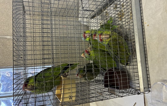 Lindsay Man Charged with Smuggling Exotic Birds at San Ysidro Port of Entry