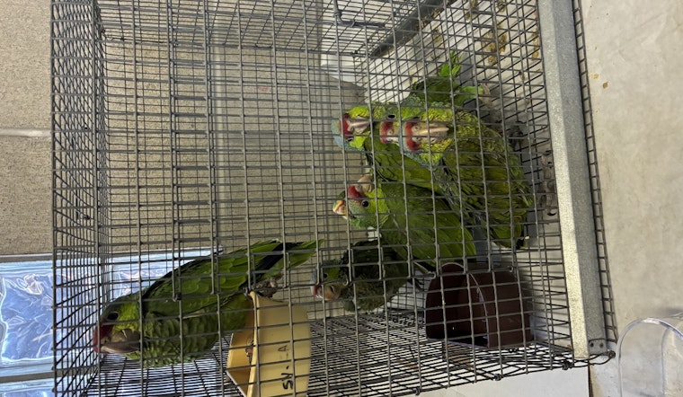 Lindsay Man Charged with Smuggling Exotic Birds at San Ysidro Port of Entry